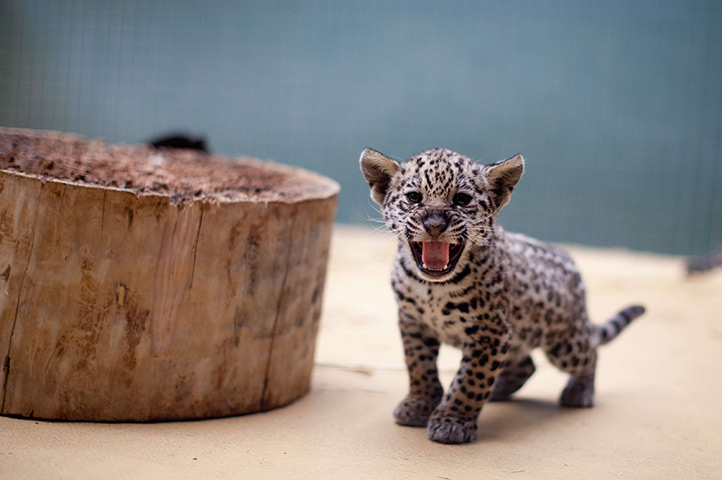 24 hours in pictures: A jaguar baby hisses at the Berlin Zoo
