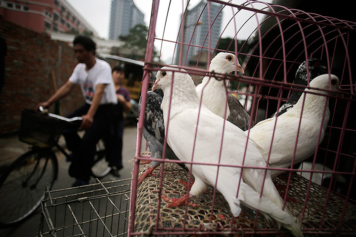 24 hours in pictures: Doves are sold at a street meat shop in Shanghai
