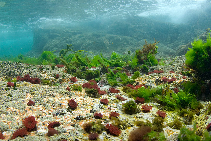 MCZ: Species to be found in recommended UK Marine Conservation Zones
