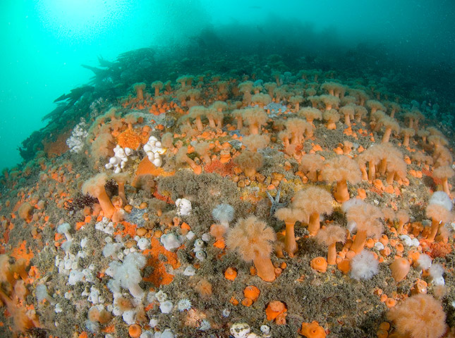 MCZ: Species to be found in recommended UK Marine Conservation Zones