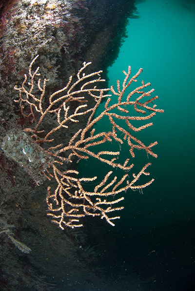 MCZ: Species to be found in recommended UK Marine Conservation Zones