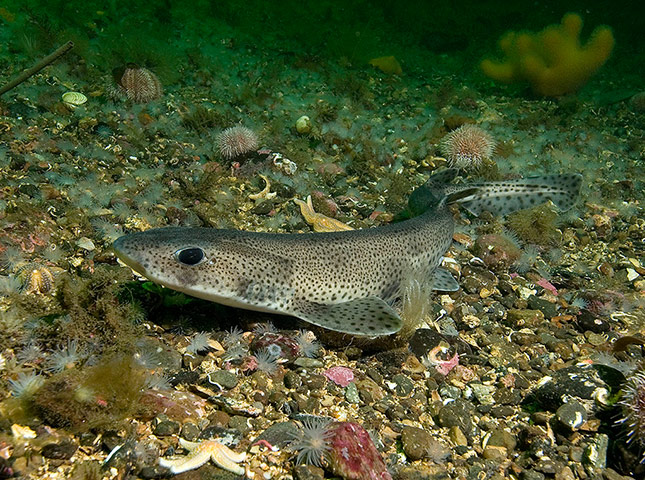 MCZ: Species to be found in recommended UK Marine Conservation Zones