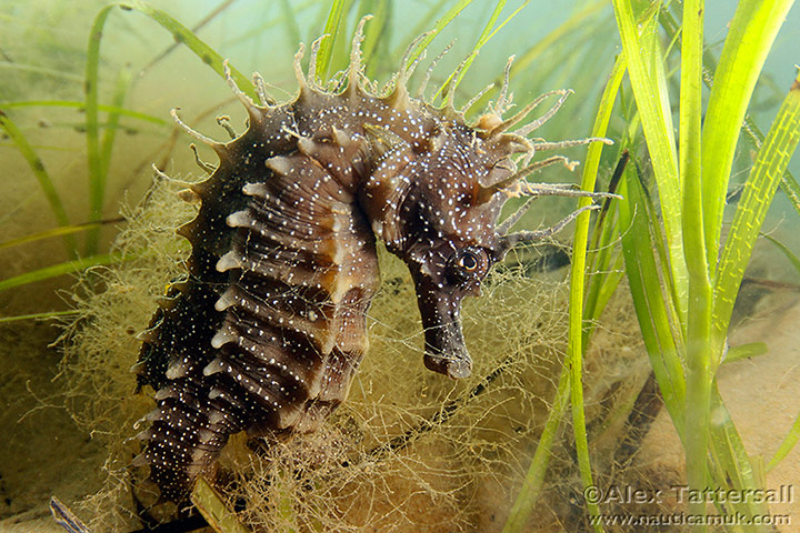 MCZ: Species to be found in recommended UK Marine Conservation Zones