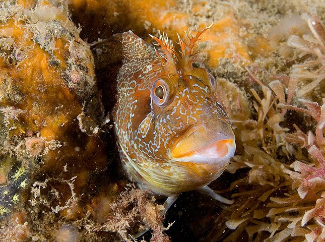 MCZ: Species to be found in recommended UK Marine Conservation Zones