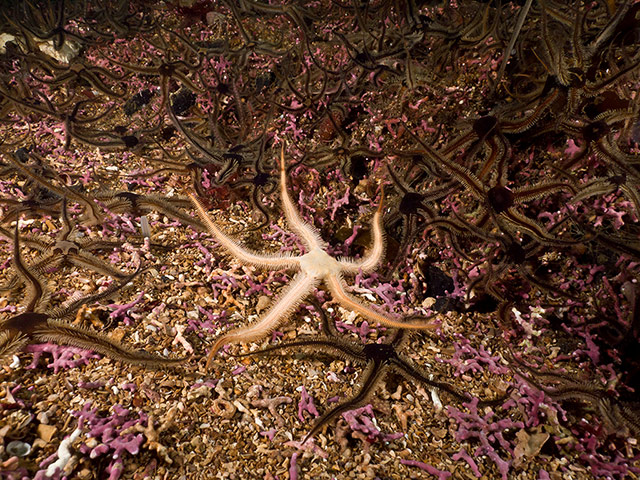 MCZ: Species to be found in recommended UK Marine Conservation Zones