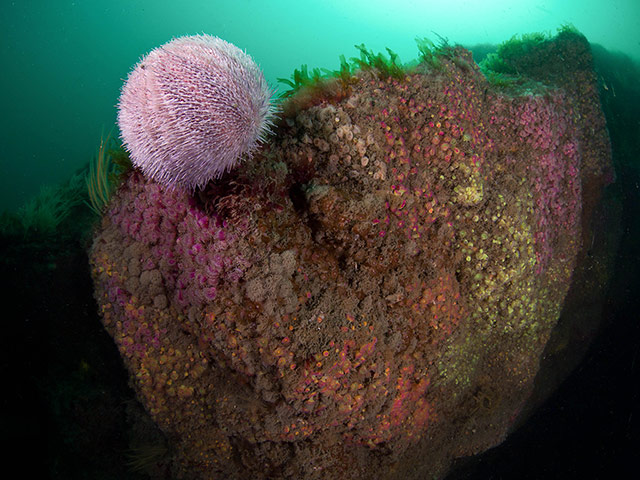 MCZ: Species to be found in recommended UK Marine Conservation Zones