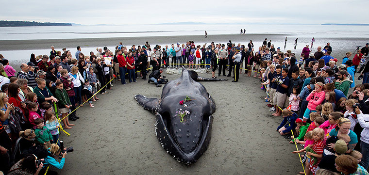 Picture desk live: People gather around a beached humpback whale that died in British Columbia