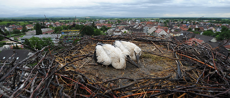 24 hours: Ihringen, Germany: Two young storks sit in their nest on the church