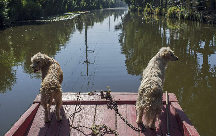 24 hours: Mexico City, Mexico: Two dogs look on at Xochimilco channels