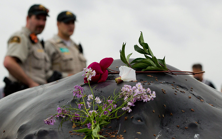 24 hours: White Rock, British Columbia, Canada: Officials with a dead humpback whale