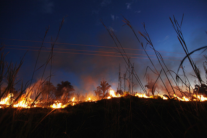 Amazon deforestation : Illegal burning clears bushes and small trees in Brazil