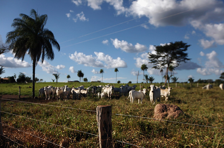 Amazon deforestation : Cows graze in a deforested section of Amazon rainforest