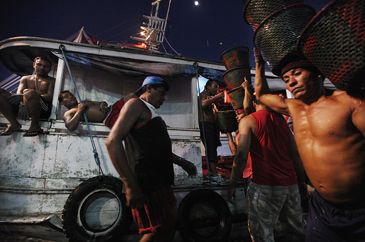 Amazon deforestation : Workers offload baskets of acai berries at  Ver-el-Peso market