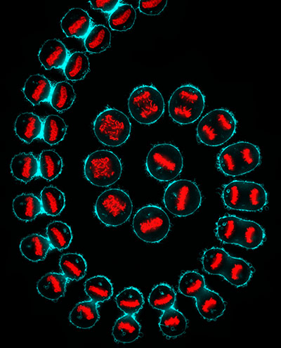 Amitosis Cell Division http://isite.lps.org/sputnam/Biology/U3Cell ...