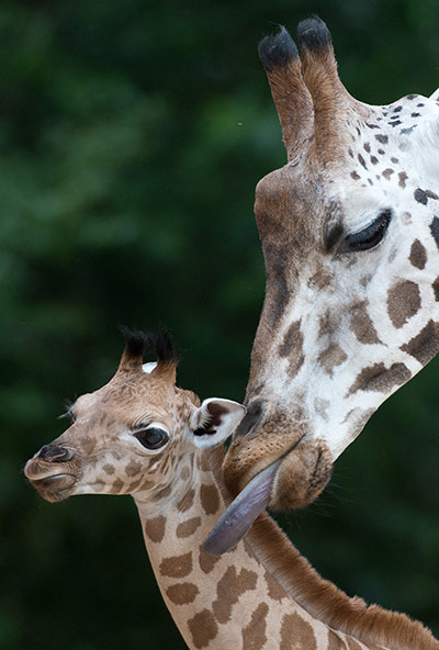 Picture Desk Live: A newborn calf is groomed by its mother