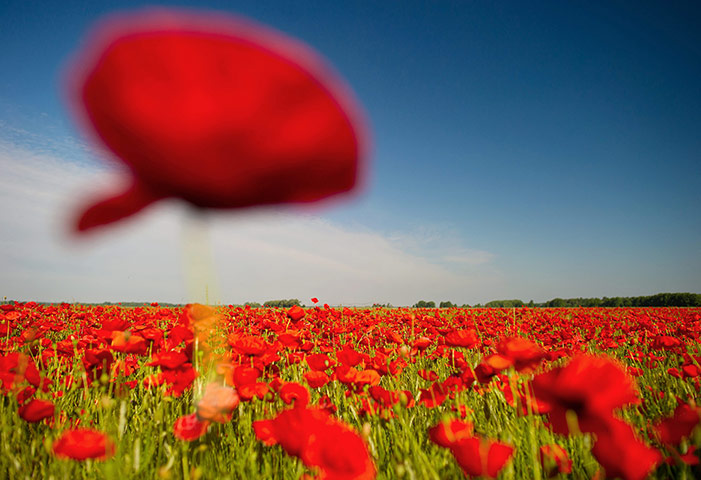 Week in Wildlife: Poppyseed flowers