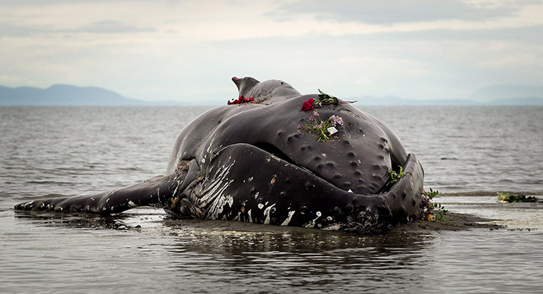 Week in Wildlife: Body of dead Humpback whale in White Rock, British Columbia, Canada