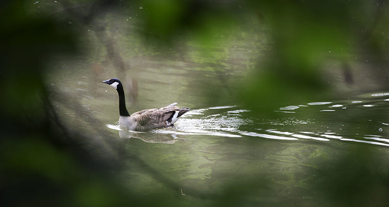 Week in Wildlife: An adult Canada swims at Inwood Park