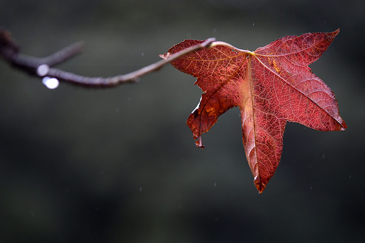 Week in Wildlife: a wet winter's day