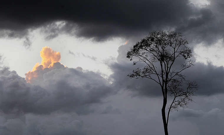 Week in Wildlife: Deforestation
