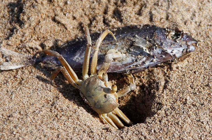 Week in Wildlife: Crab moves dead fish towards hole at a sand beach in the port city of Sidon