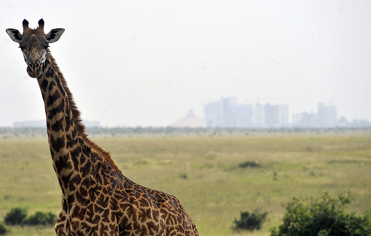 Week in Wildlife: A giraffe grazes inside the Nairobi National park