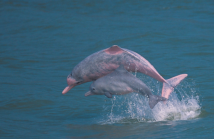 Week in Wildlife: Hong Kong Dolphin Conservation Society