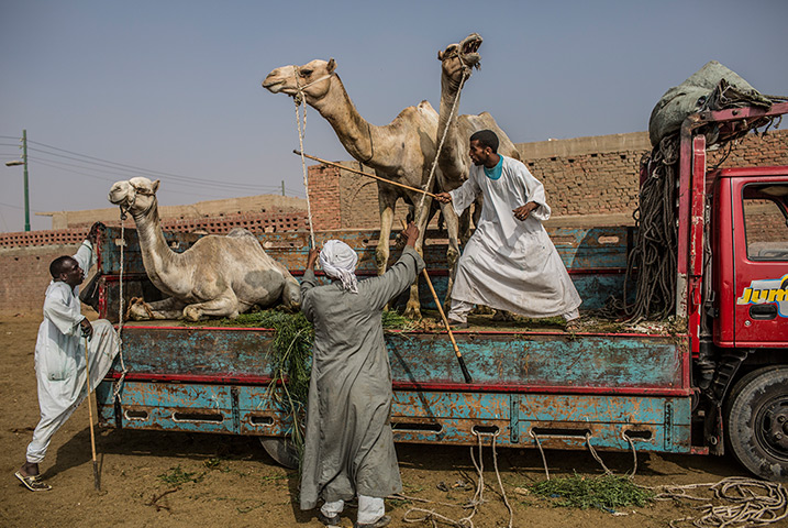24 hours in pictures: Handlers work to unload camels into a holding yard at a market, Egypt