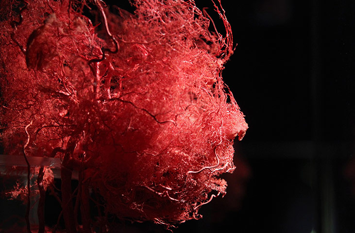 24 Hours: Plastinated blood vessels of the face at the exhibition 'The Human Body' 