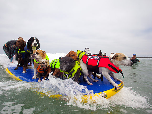 Surfing dogs : Surfing dogs 