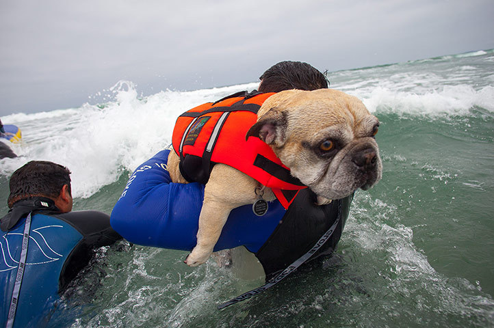 Surfing dogs : Surfing dogs 