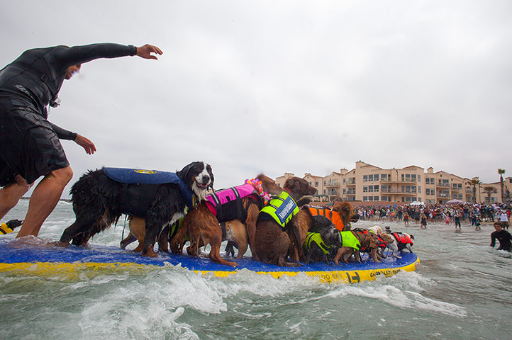 Surfing dogs : Surfing dogs 