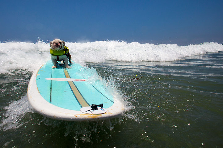 Surfing dogs : Surfing dogs 