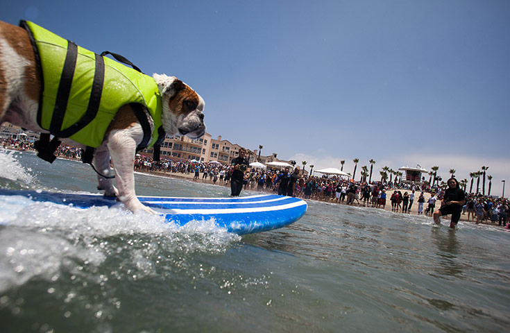 Surfing dogs : Surfing dogs 