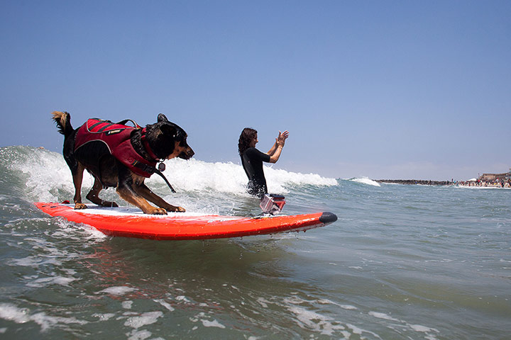 Surfing dogs : Surfing dogs 