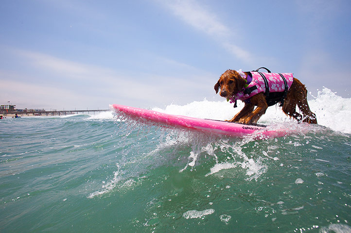 Surfing dogs : Surfing dogs 
