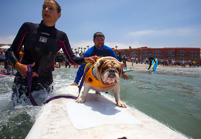 Surfing dogs : Surfing dogs 
