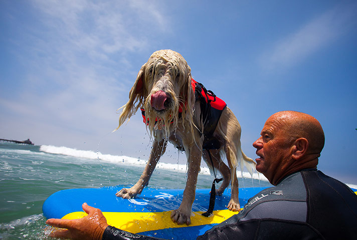 Surfing dogs : Surfing dogs 