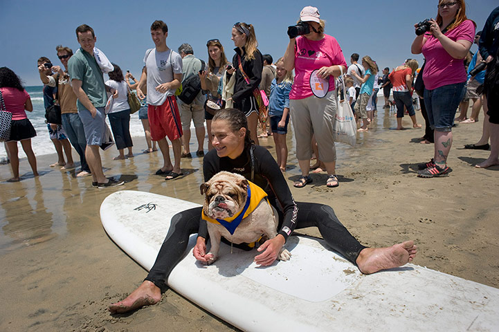 Surfing dogs : Surfing dogs 