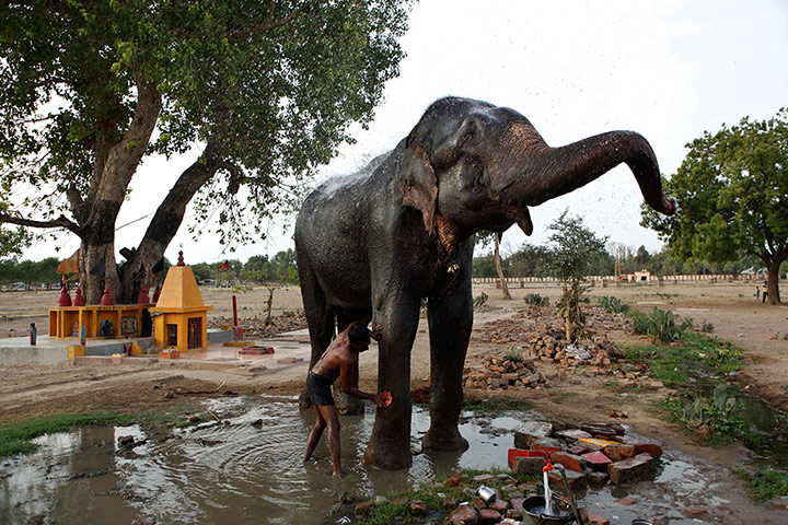 Picture desk live: An Indian mahout bathes his elephant