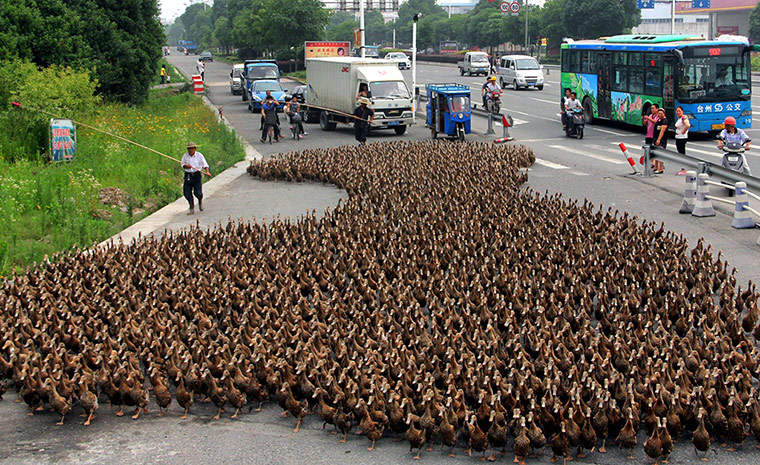 Picture desk live: 5,000 ducks block traffic 