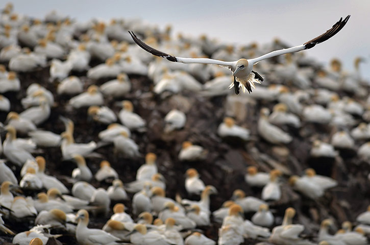 gannets bass rock