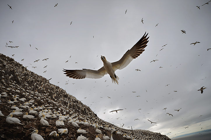 gannets bass rock