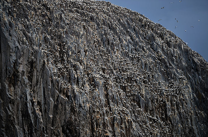 gannets bass rock
