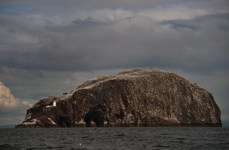gannets bass rock