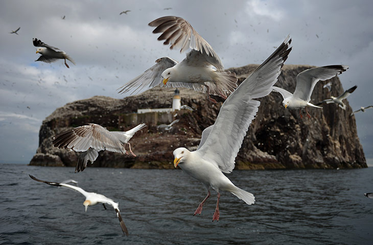 gannets bass rock