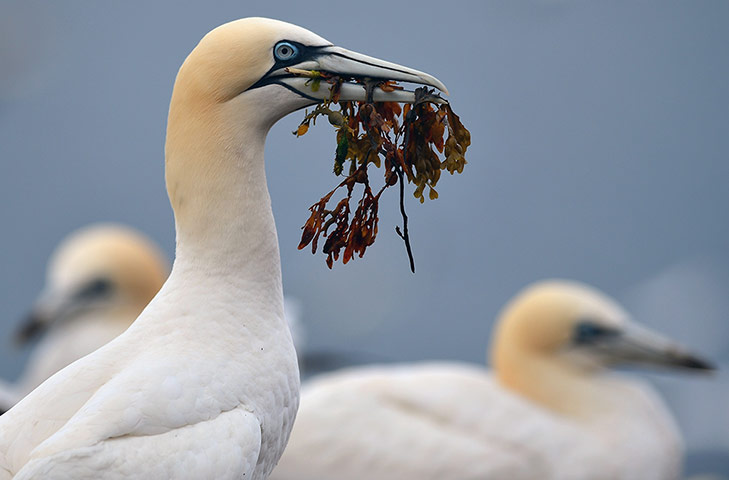 gannets bass rock