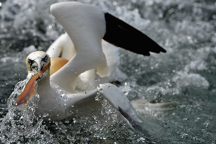 gannets bass rock