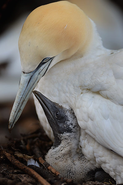 gannets bass rock