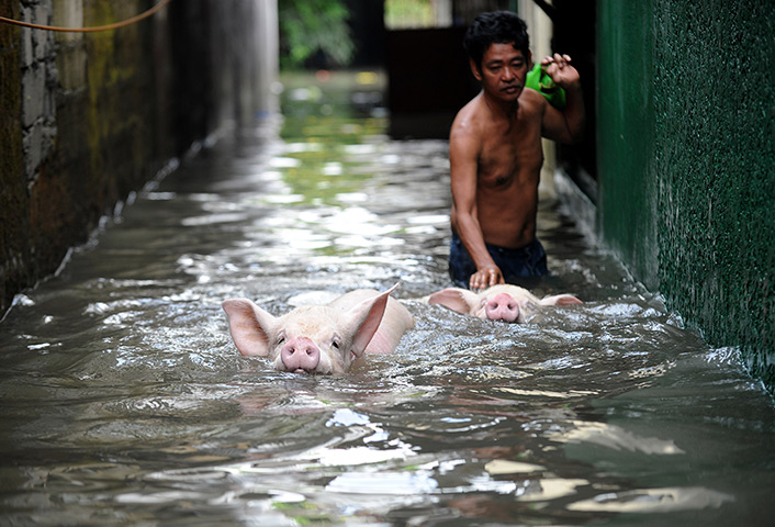 24 hours in pictures: A man evacuates a pigs through a flooded street in Manila